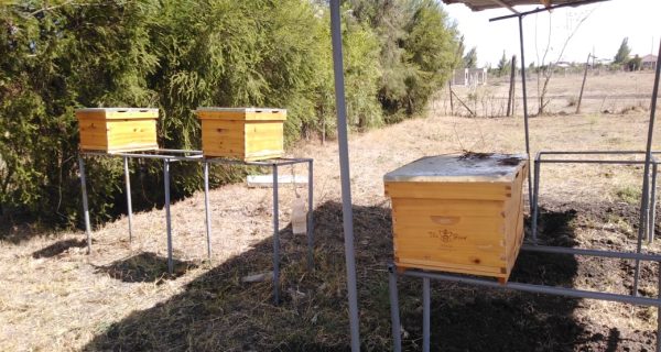 Bee Keeping 1